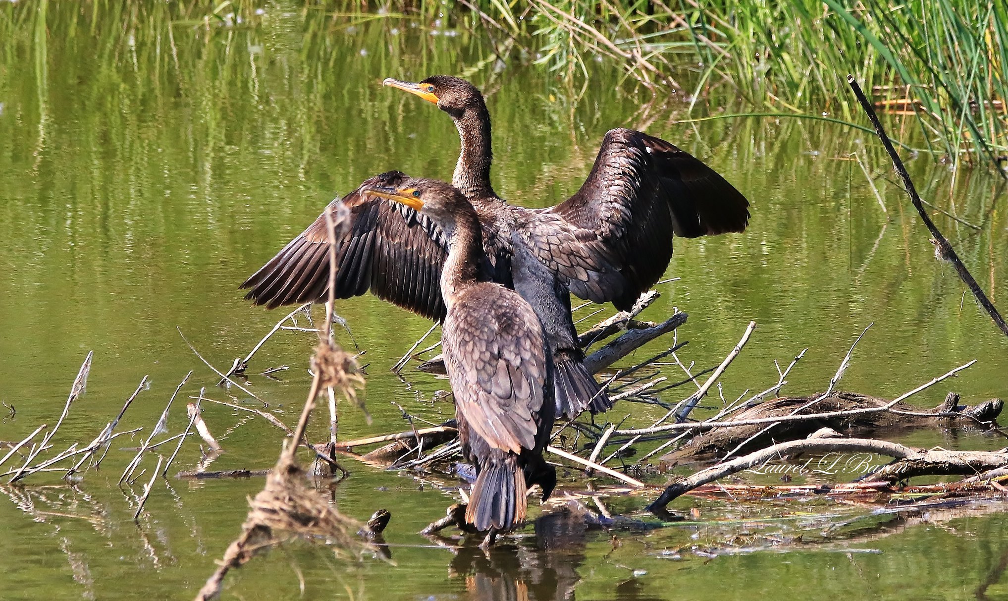 Birding at Lake Newell/Kitsum Feature Image