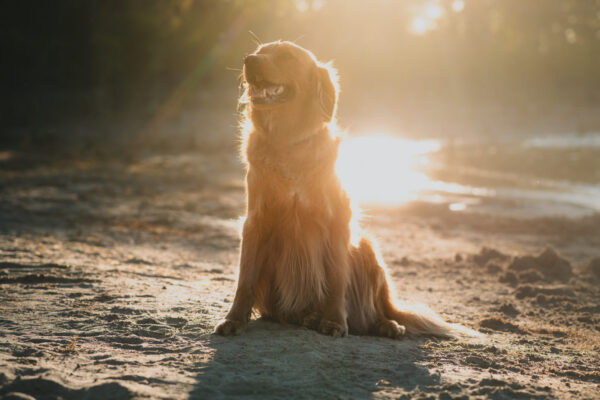 Featured image for “Sit, Stay, Explore: Your Pet-Friendly Weekend in the Brooks Newell Region”