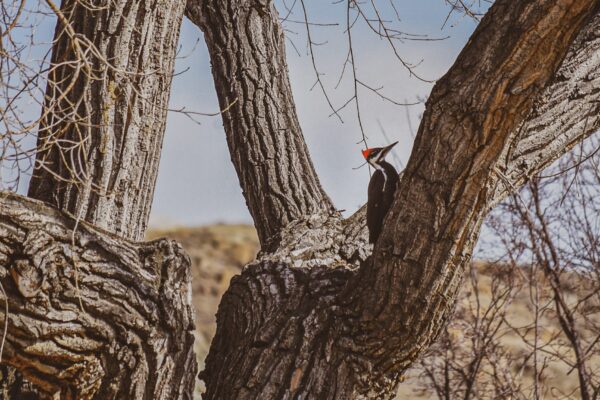 Featured image for “Discover Canada’s Badlands Wildlife Loop: Two Incredible Stops in the Brooks Newell Region”